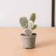Simegarden Opuntia microdasys Bianca - albata
