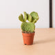 Simegarden Opuntia microdasys Gialla - pallida