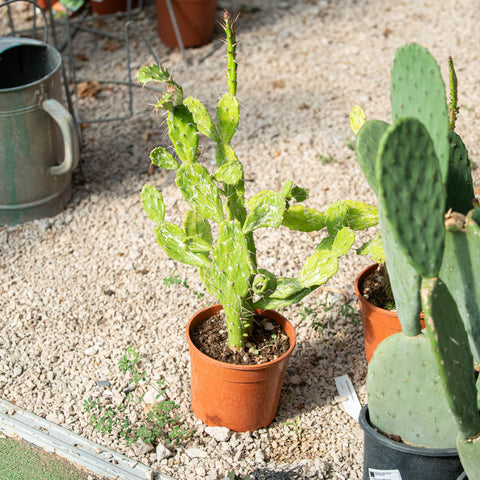 Simegarden Opuntia monacantha variegata 17 cm