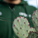 Simegarden Opuntia santa rita cactus