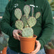 Simegarden Opuntia santa rita cactus 17 cm
