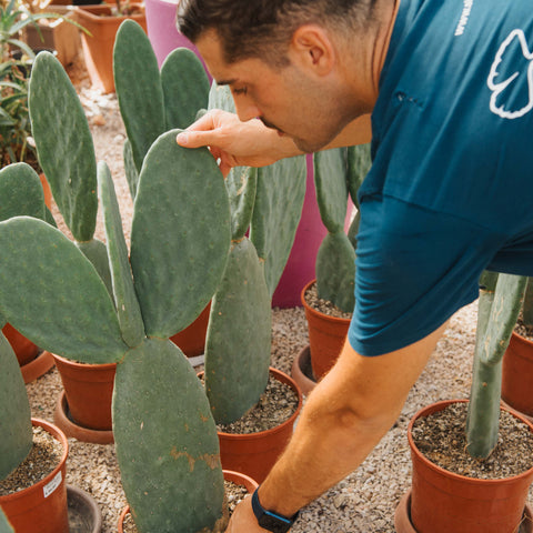 Simegarden Opuntia senza spine 24 cm