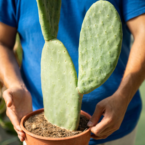 Simegarden Opuntia titania