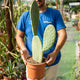 Simegarden Opuntia titania