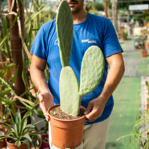Simegarden Opuntia titania