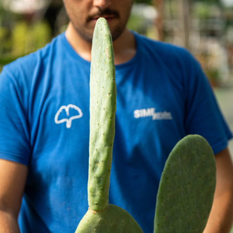 Simegarden Opuntia titania