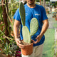 Simegarden Opuntia titania 24 cm