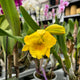 Simegarden Orchidea Cattleya 12 cm / Giallo