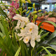 Simegarden Orchidea Cymbidium 14 cm / 2-3 / Bianco