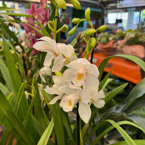 Simegarden Orchidea Cymbidium 14 cm / 2-3 / Bianco