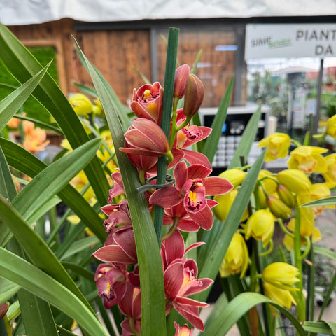 Simegarden Orchidea Cymbidium 14 cm / 2-3 / Bordeaux