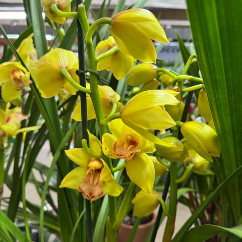 Simegarden Orchidea Cymbidium 14 cm / 2-3 / Giallo