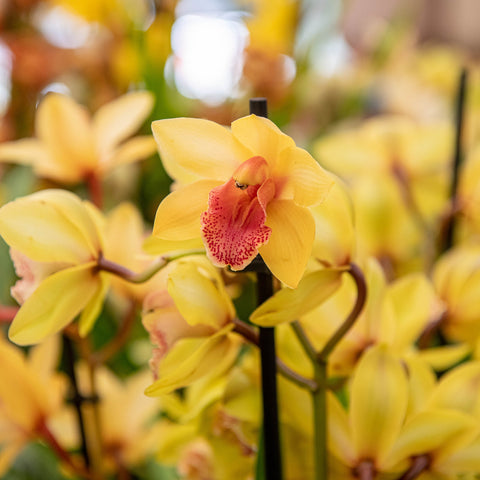 Simegarden Orchidea Cymbidium 14 cm / 2-3 / Giallo