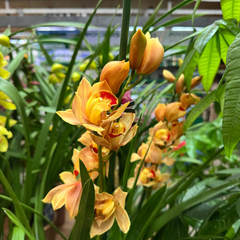 Simegarden Orchidea Cymbidium 14 cm / 2-3 / Giallo-arancio