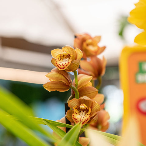Simegarden Orchidea Cymbidium 14 cm / 2-3 / Giallo-arancio