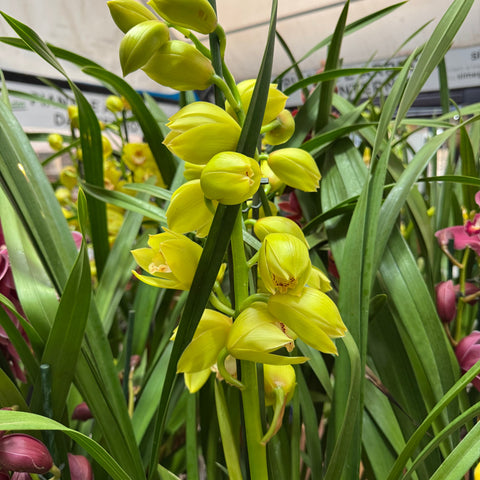 Simegarden Orchidea Cymbidium 14 cm / 2-3 / Giallo-verde