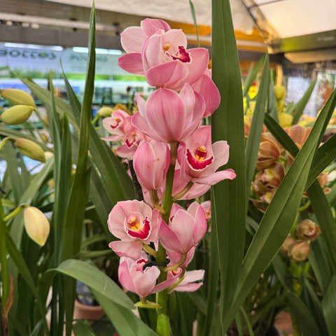 Simegarden Orchidea Cymbidium 14 cm / 2-3 / Rosa