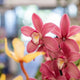 Simegarden Orchidea Cymbidium 14 cm / 2-3 / Rosa antico