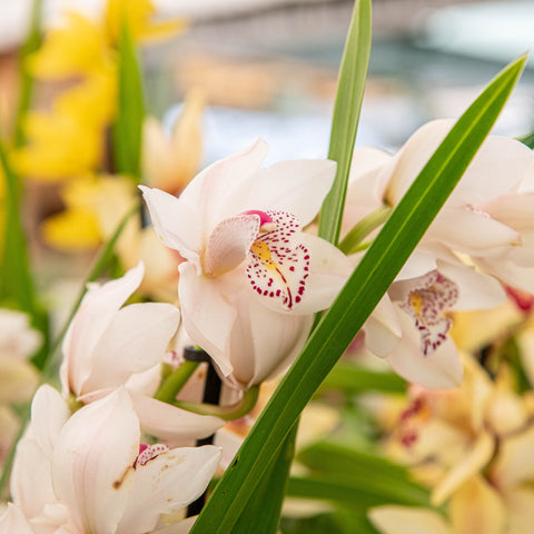 Simegarden Orchidea Cymbidium 14 cm / 2-3 / Rosa chiaro