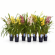 Simegarden Orchidea Cymbidium 14 cm - XXL / 3 / CASUALE