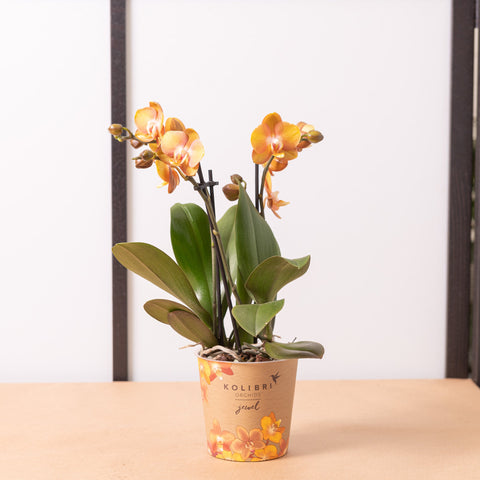 Simegarden Orchidea Phalaenopsis arancione "Las vegas" 12cm / 40 cm