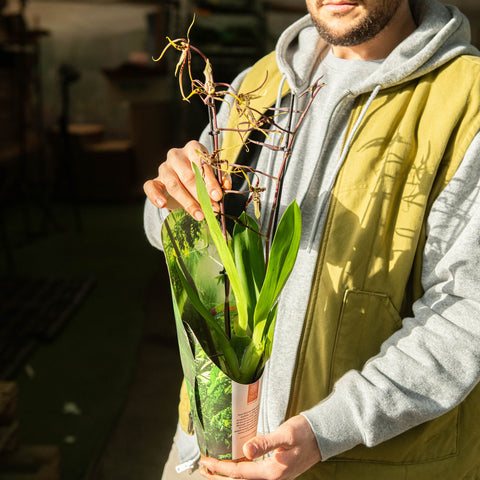 Simegarden Orchidea ragno 9 cm