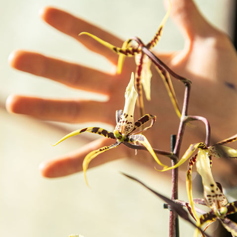 Simegarden Orchidea ragno 9 cm