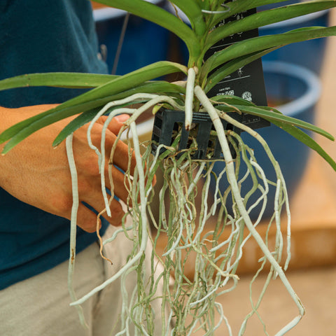 Simegarden Orchidea Vanda