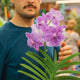 Simegarden Orchidea Vanda