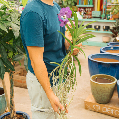 Simegarden Orchidea Vanda