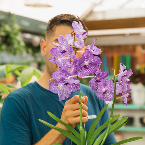 Simegarden Orchidea Vanda Viola / M