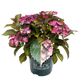 Simegarden Ortensia black diamond