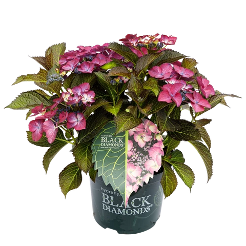 Simegarden Ortensia black diamond
