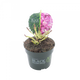 Simegarden Ortensia black diamond