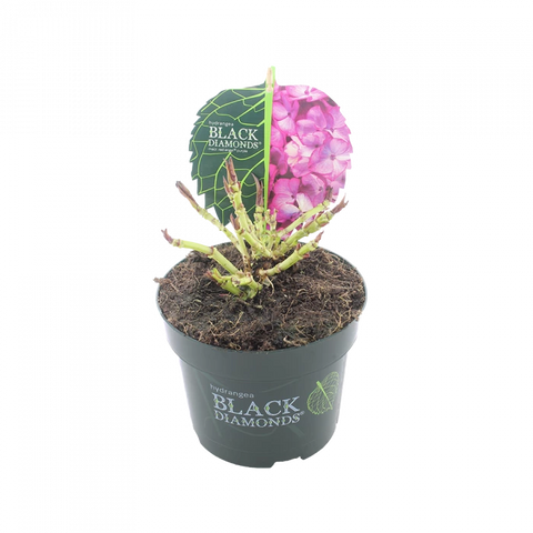 Simegarden Ortensia black diamond