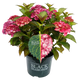Simegarden Ortensia black diamond