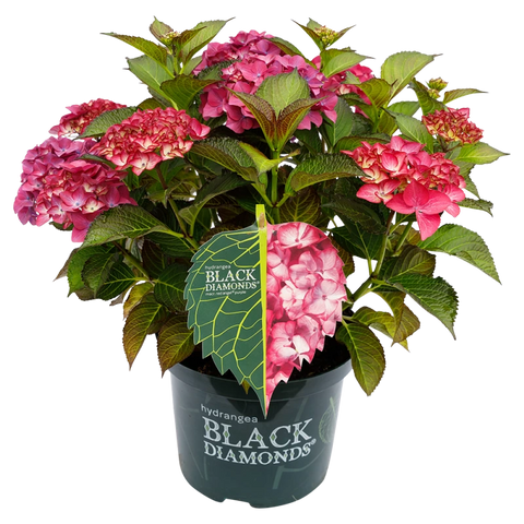 Simegarden Ortensia black diamond