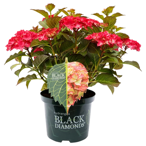 Simegarden Ortensia black diamond Dark angel purple / 17 cm