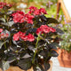 Simegarden Ortensia black diamond Teller after midnight / 17 cm