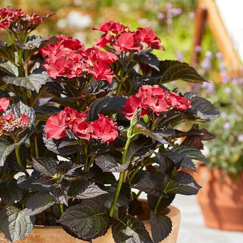 Simegarden Ortensia black diamond Teller after midnight / 17 cm
