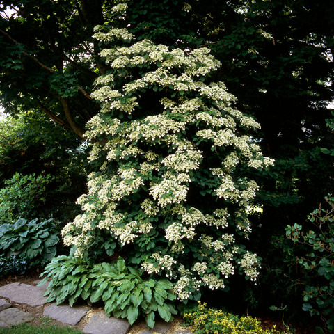 Simegarden Ortensia petiolaris 15 cm