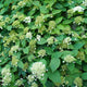 Simegarden Ortensia petiolaris 15 cm