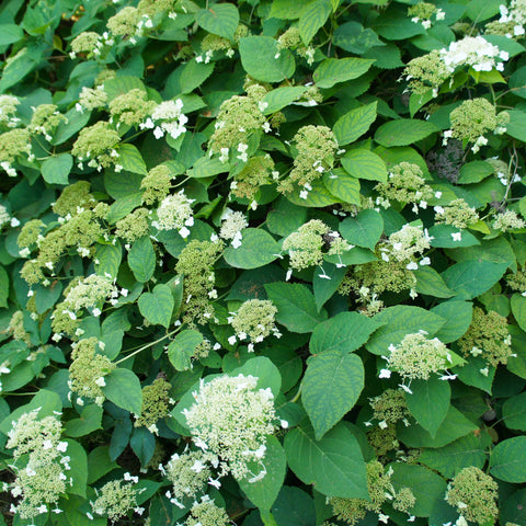 Simegarden Ortensia petiolaris 15 cm