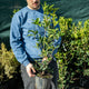 Simegarden Osmanthus fragrans 18 cm