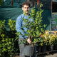 Simegarden Osmanthus fragrans 24 cm