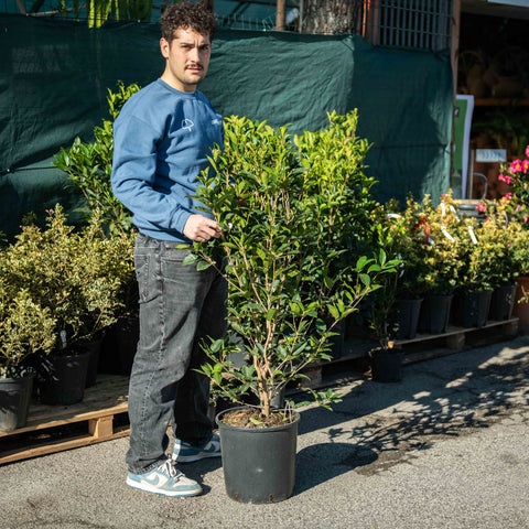 Simegarden Osmanthus fragrans 32 cm