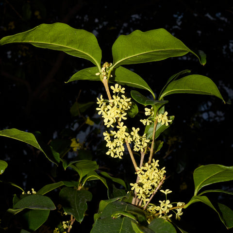 Simegarden Osmanthus fragrans