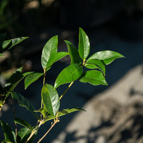 Simegarden Osmanthus fragrans