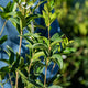 Simegarden Osmanthus fragrans
