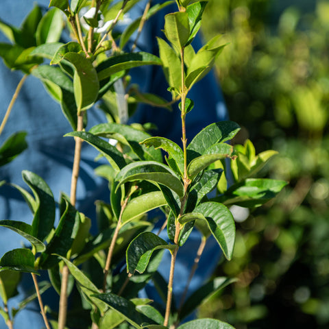 Simegarden Osmanthus fragrans